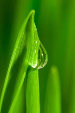 Fresh grass with dew drops Stock Photos