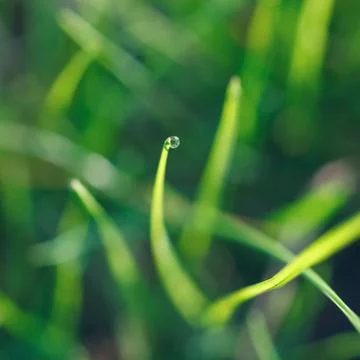 Fresh grass with dew drops Stock Photos