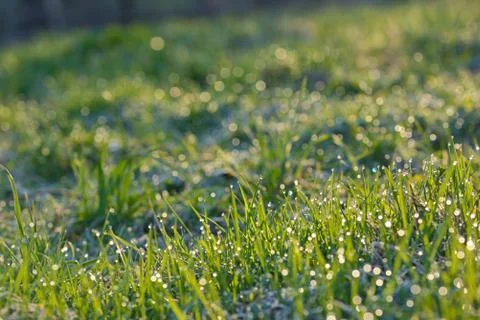 Fresh grass with dew drops Stock Photos
