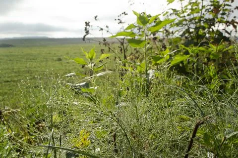 Fresh grass with dew drops, view of meadow Stock Photos
