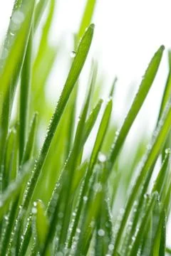 Fresh grass with dew Stock Photos
