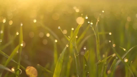 Fresh grass with dew in the sunrise 스톡 동영상 58176993