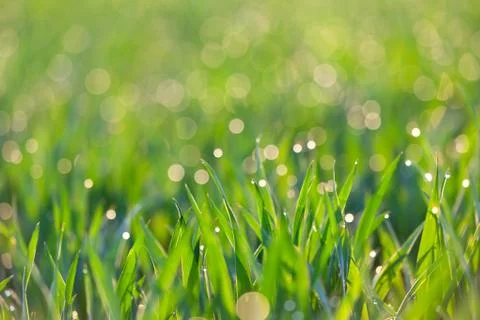 Fresh Grass with drops of dew in light -  green ecology background Stock Photos
