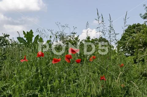Fresh grass field with blossom and bud of red poppy or Papaver wildflower Stock Photos