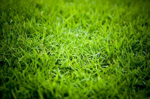 Fresh grass in the field Stock Photos