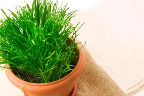 Fresh grass in the flower pot with sacking Stock Photos