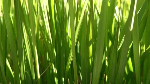 Fresh grass Stock Footage 109234006