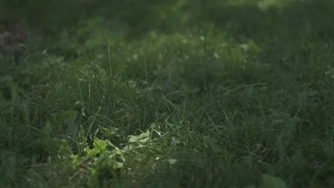 Fresh grass in the forest at summer Stock Footage 136760211