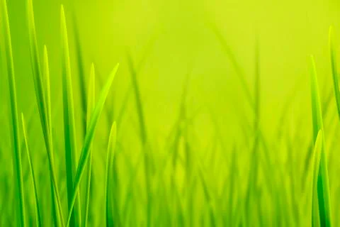 Fresh Grass Green Background Stock Illustration