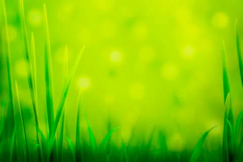 Fresh Grass Green Background Stock Illustration