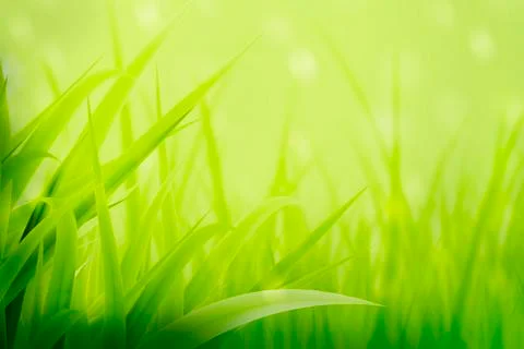Fresh Grass Green Background Stock Illustration
