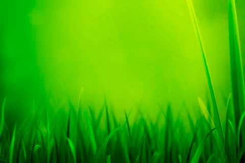Fresh Grass Green Background Stock Illustration