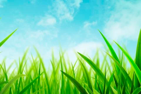 Fresh Grass Green Background Stock Illustration