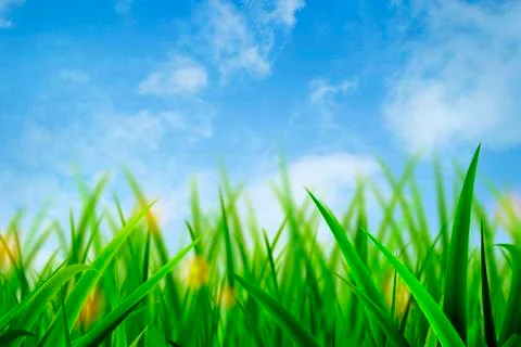 Fresh Grass Green Background Stock Illustration