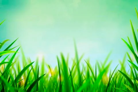 Fresh Grass Green Background Stock Illustration
