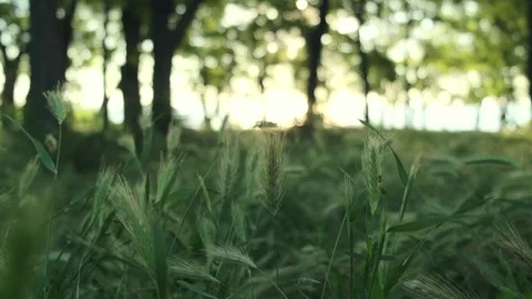 Fresh grass with green ear of corn. Forest trees in the light of sunrise. Close Stock Footage 253777752