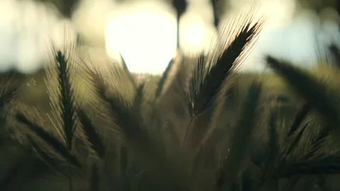Fresh grass with green ear of corn. Wheat field in the light of sunrise. Close Stock Footage 253777994