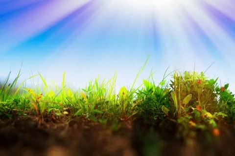 Fresh grass on ground layer landscape with light leak background イラスト素材