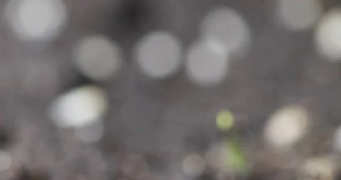 Fresh grass growing macro time-lapse. Closeup of germination and growth of tiny Stock Footage 156796116