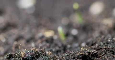 Fresh grass growing macro time-lapse. Closeup of germination and growth of tiny Stock Footage 163723891