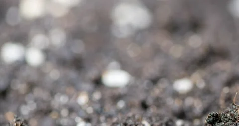 Fresh grass growing macro time-lapse. Closeup of germination and growth of tiny Stock Footage 165575222