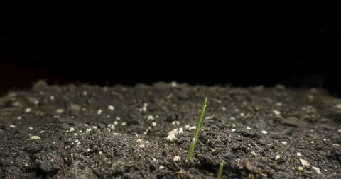 Fresh grass growing macro time-lapse. Closeup of germination and growth of tiny Stock Footage 165575497