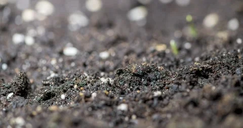 Fresh grass growing macro time-lapse. Closeup of germination and growth of tiny Stock Footage 169975051