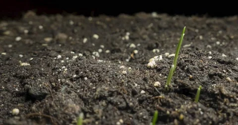 Fresh grass growing macro time-lapse. Closeup of germination and growth of tiny Stock Footage 169975291