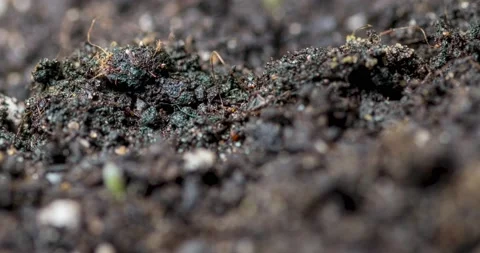 Fresh grass growing macro time-lapse. Closeup of germination and growth of tiny Stock Footage 234159925
