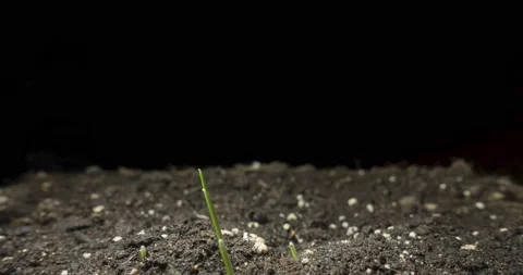 Fresh grass growing macro time-lapse. Closeup of germination and growth of tiny Stock Footage 234160044