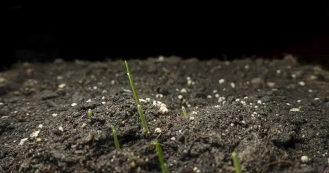 Fresh grass growing macro time-lapse. Closeup of germination and growth of tiny Stock Footage 244176774