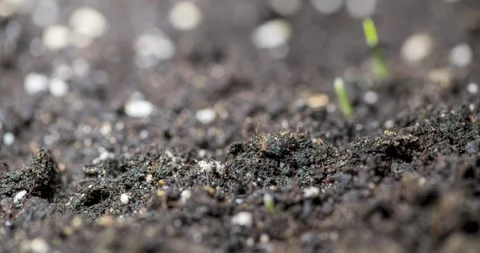 Fresh grass growing macro time-lapse. Closeup of germination and growth of tiny Stock Footage 290445372
