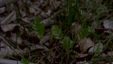 Fresh grass growing through dry leaves. Natural background of woodland surface. Stock Footage 154812710