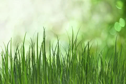Fresh grass Stock Illustration