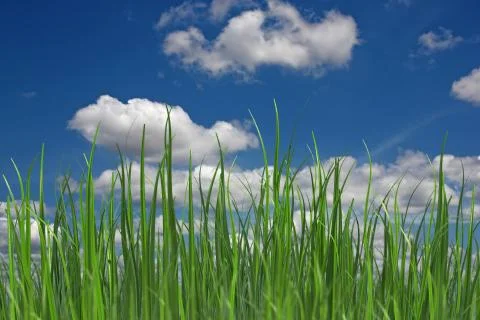 Fresh grass Stock Illustration