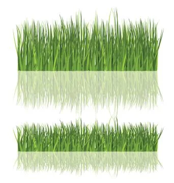 Fresh grass isolated 스톡 일러스트