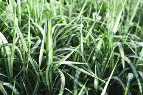 Fresh Grass, macro shot. Stock Photos
