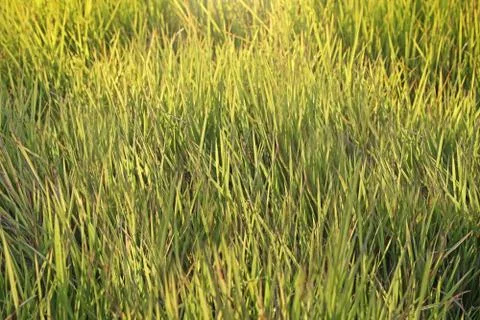 Fresh grass on meadow Stock Photos