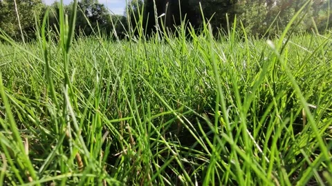 Fresh Grass Moving Slowly By The Wind in a Green Field Stock Footage