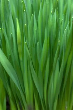 Fresh grass Stock Photos