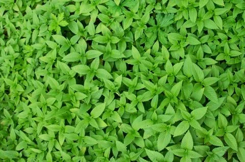 Fresh grass Stock Photos