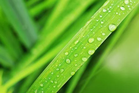 Fresh grass Stock Photos