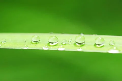 Fresh grass Stock Photos