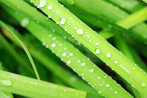 Fresh grass Stock Photos