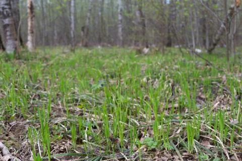 Fresh grass Stock Photos