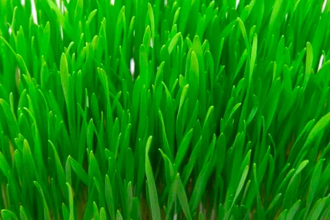 Fresh grass Stock Photos