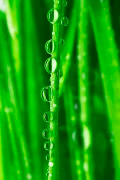Fresh grass Stock Photos