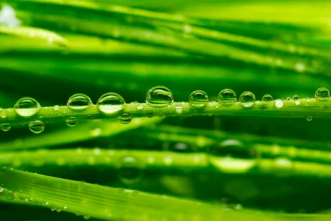 Fresh grass Stock Photos
