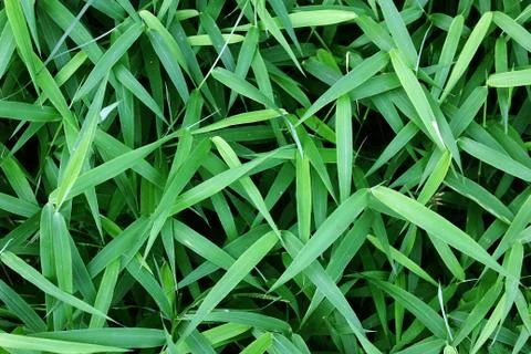 Fresh Grass Stock Photos