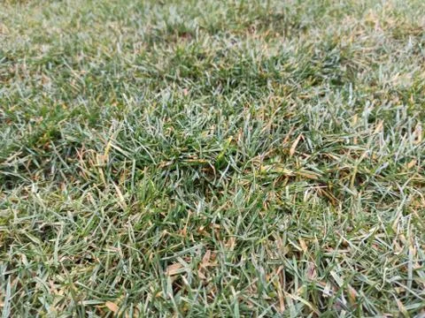 Fresh Grass Fotos de archivo